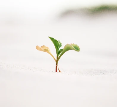 소마토메딘(성장호르몬의 작용호르몬)